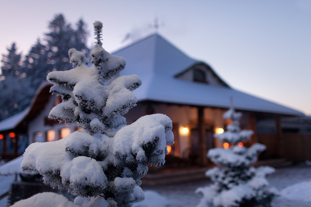 spruce-in-the-snow-against-the-house-on-the-eve-of-christmas-and-new-year