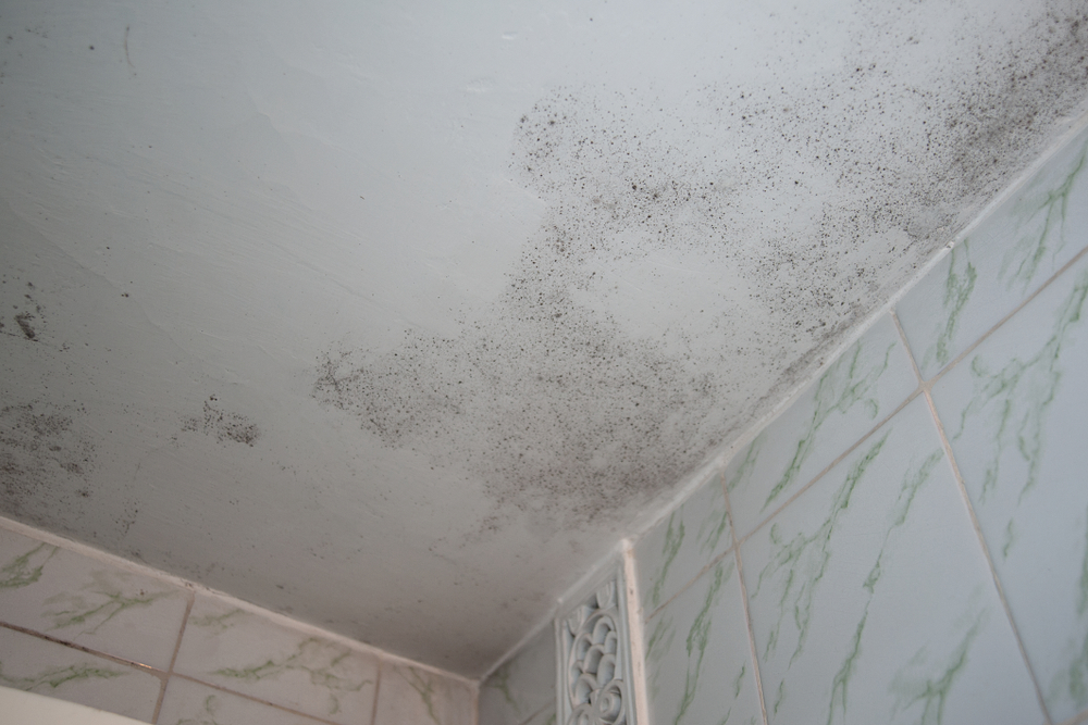 Spot Mold In The Bathroom