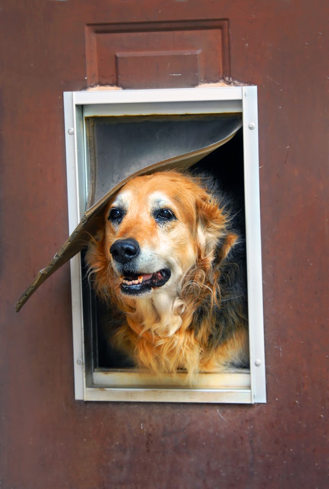 Energy-Efficient Dog Door